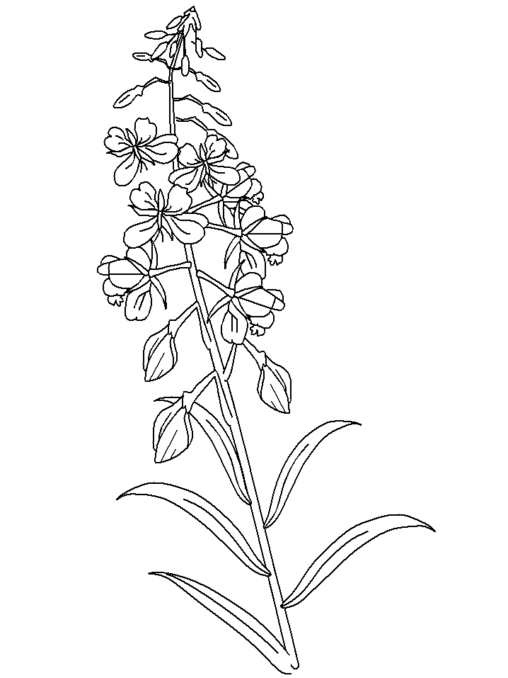 delaware state flower coloring pages - photo #19