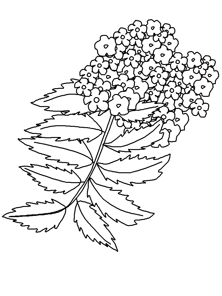 Chaconia Flower Colouring Pages Sketch Coloring Page