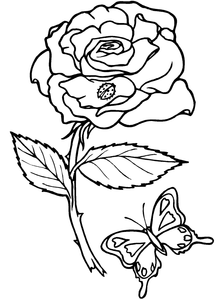 coloring book roses