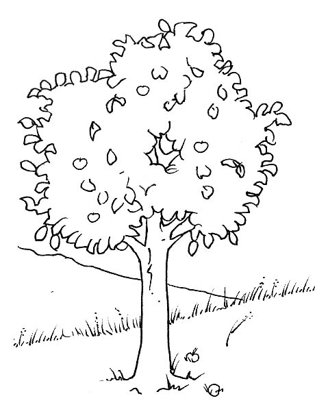 Alberi Disegni Per Bambini Da Colorare