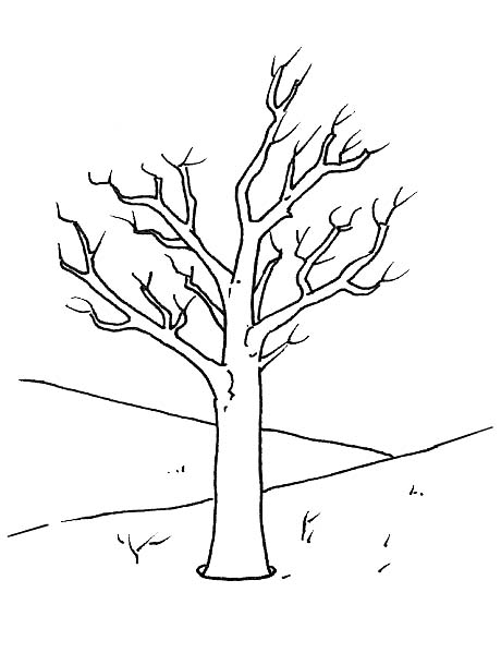 Alberi Disegni Per Bambini Da Colorare