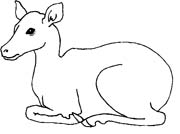 VITELLINO