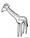 giraffa