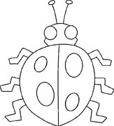 coccinella