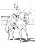 cavallo 