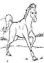cavallo 