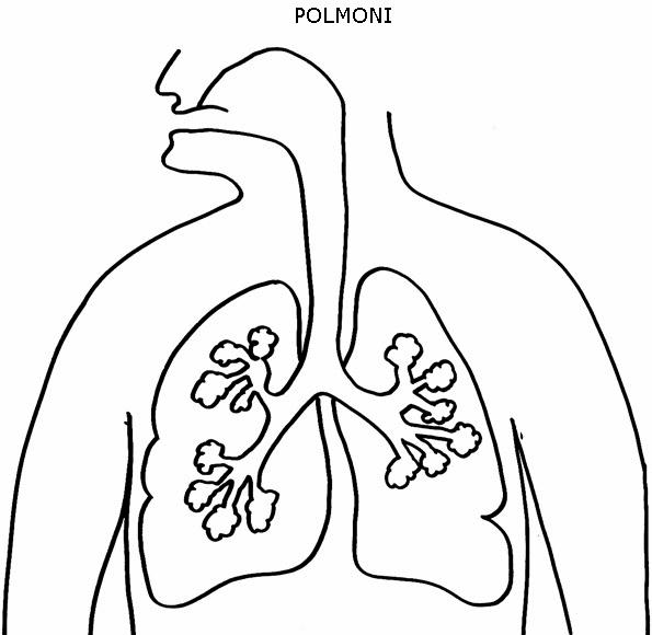 Corpo Umano 3 Disegni Per Bambini Da Colorare