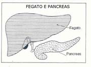 FEGATO E PANCREAS