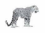 LEOPARDO