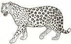 LEOPARDO