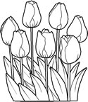 TULIPANI