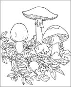 MOLTI FUNGHI