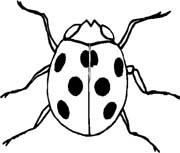 COCCINELLA