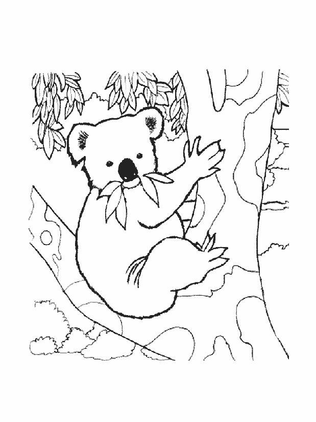 Disegni da colorare di koala disegni da colorare di koala